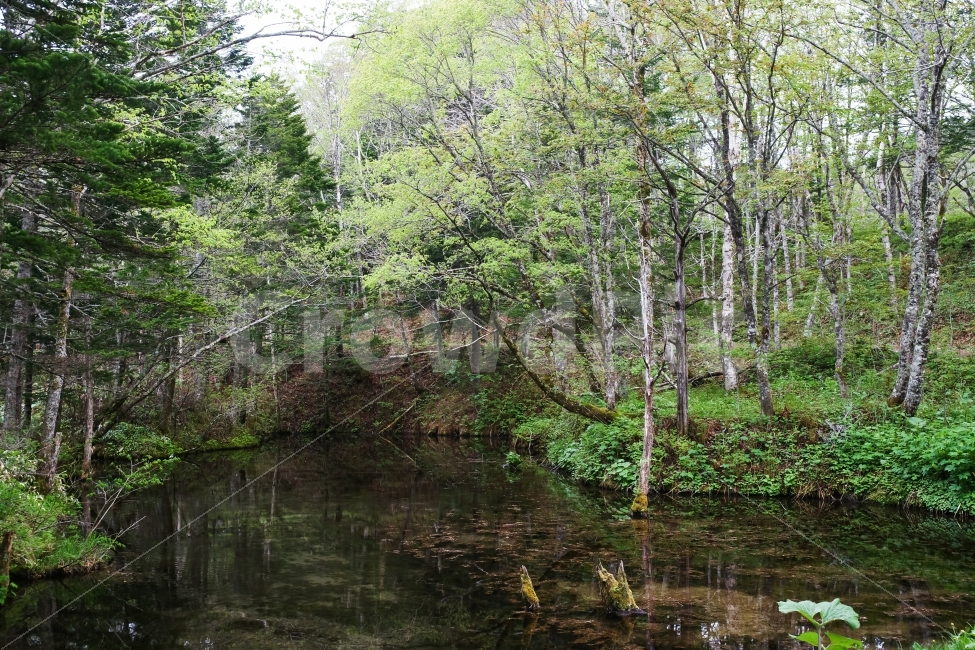 해외,일본,홋카이도,북해도,가미노코이케,신의아들연못,계곡,신록,자연,풍경,nature,landscape,해외,외국,세계,foreign,oversea,world,outdoors,옥외,land,땅,water,물,swamp,늪,bog,변소,marsh,습지