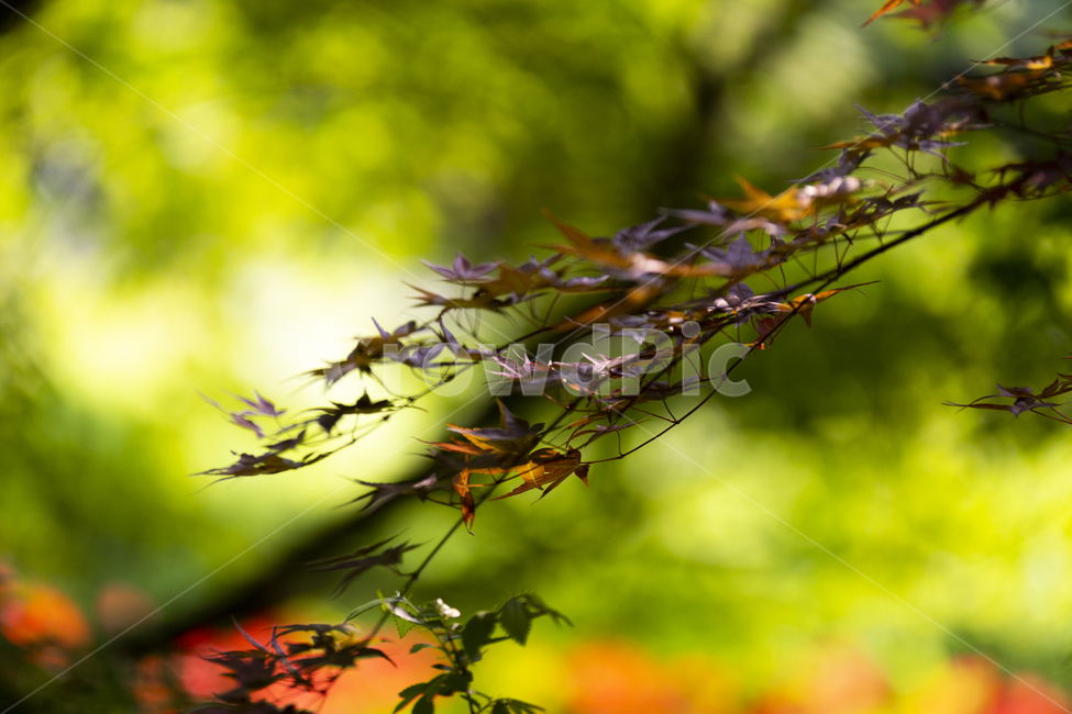 단풍,녹색,빛망울,자연,나무,풍경,배경,식물,자연,plants,nature