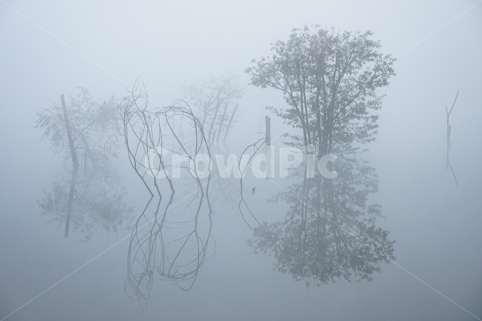 호수,안개,저수지,나무,물안개,식물,자연,풍경,여명,새벽,자연,풍경,nature,landscape,weather,날씨,outdoors,옥외,fog
