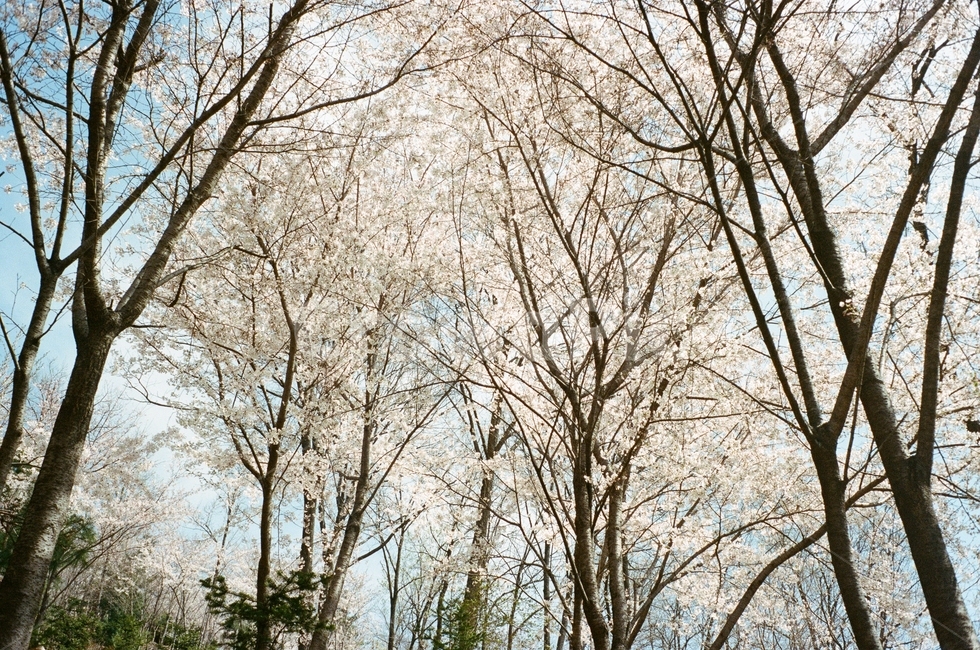 벚꽃,봄,자연,plant,tree,봄,계절,spring,season,나무,식물,tree trunk,나무 줄기
