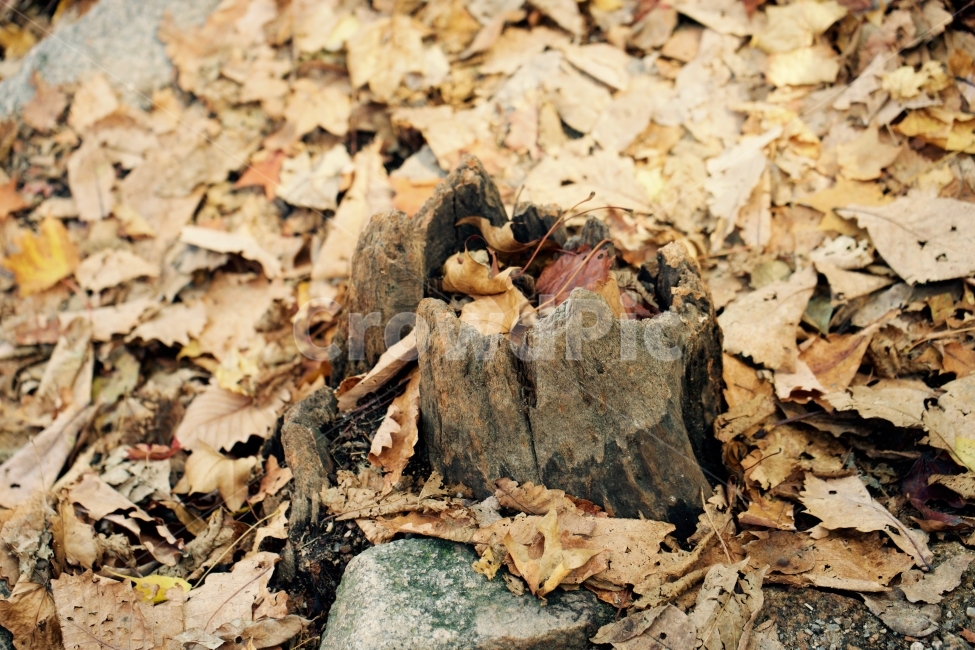 그루터기,낙엽,풍경,흔적,비움,가을,계절,fall,autumn,season,식물,자연,plants,nature,ground,바닥,plant,leaf,잎