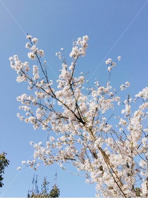 벚꽃,배경,배경화면,바탕화면,순천만,파란하늘,분홍꽃,꽃,하늘,푸른하늘,봄,나무,sky,flower,spring,season,봄꽃,벚꽃나무,자연,나들이,식물,감성,봄느낌,하얀벚꽃,순천,여수,미러리스,background,봄,계절,spring,season,식물,자연,plants,nature,꽃,flower,나무,trees,wood,plant,blossom