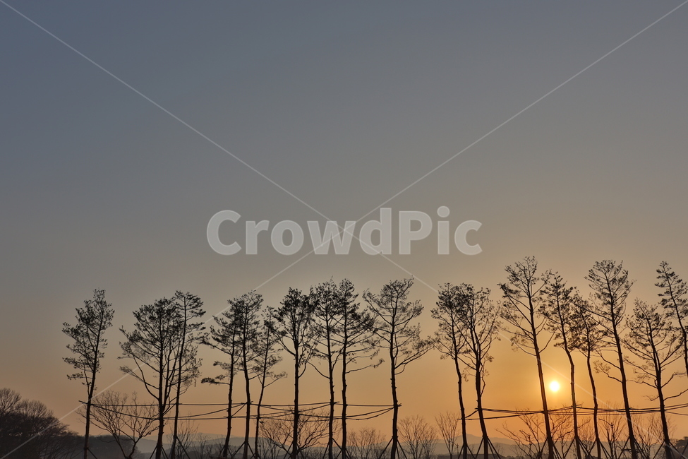 나무,태양,해,하늘,새벽,노을,아침,해질녘,자연,풍경,nature,landscape,outdoors,옥외,sky