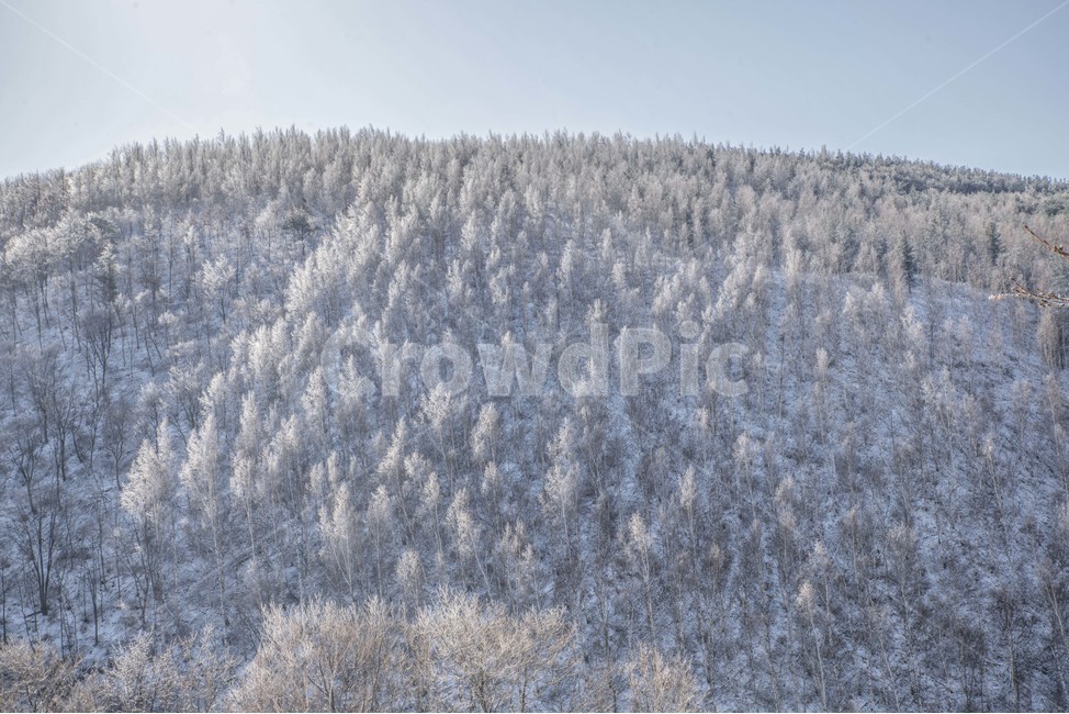 겨울,설산,상고대,눈꽃,겨울풍경,겨울,계절,winter,season,자연,풍경,nature,landscape,outdoors,옥외,tree,나무,plant,식물,snow,눈,frost,서리
