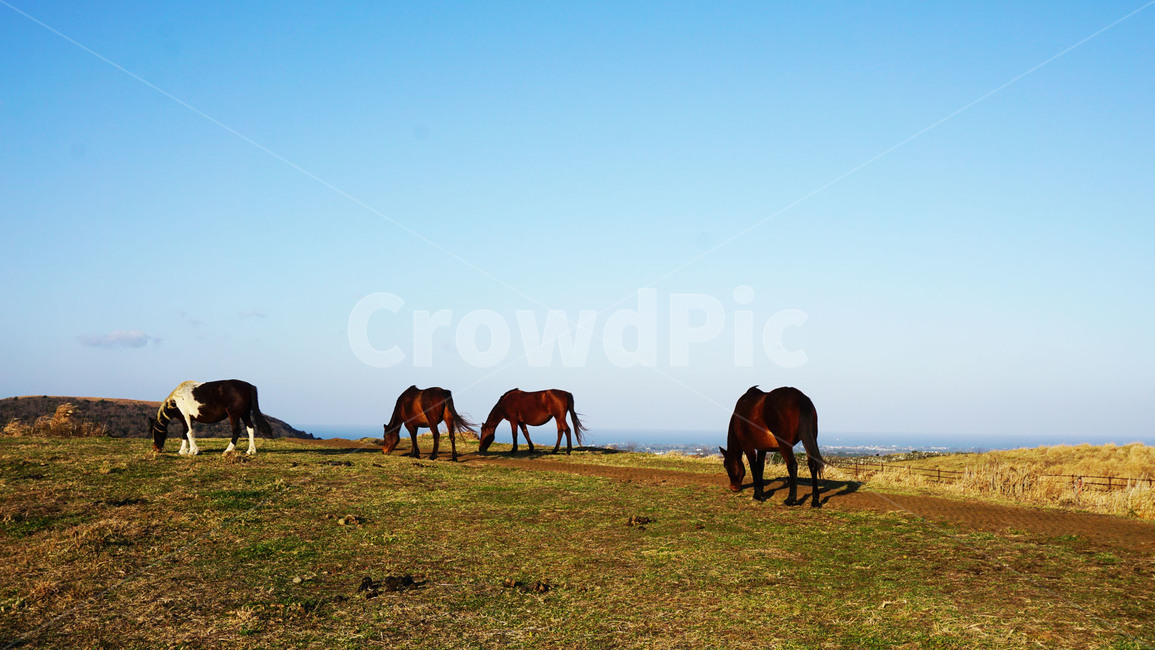 제주도,제주,말,초원,용눈이오름,오름,자연,풍경,동물,jeju,horse,grassland,hill,nature,landscape,animal,동물,animal,포유류,mammal