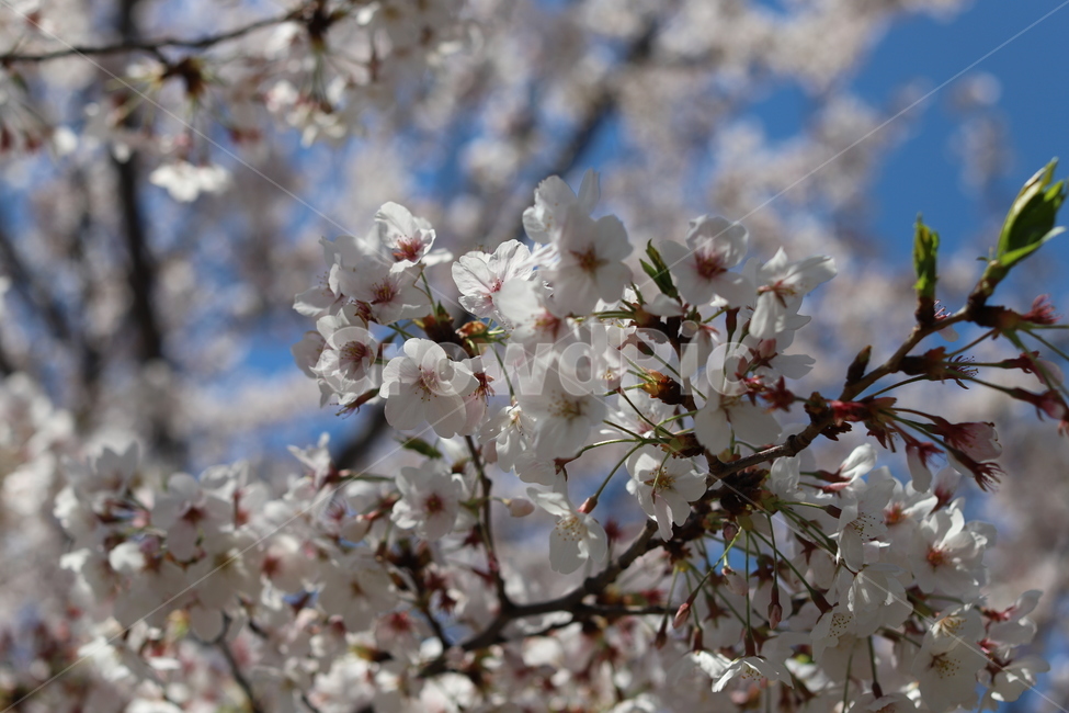 벚꽃,꽃,봄,감성,감성사진,화사함,분위기,아름다움,봄,계절,spring,season,식물,자연,plants,nature,꽃,flower,plant,blossom
