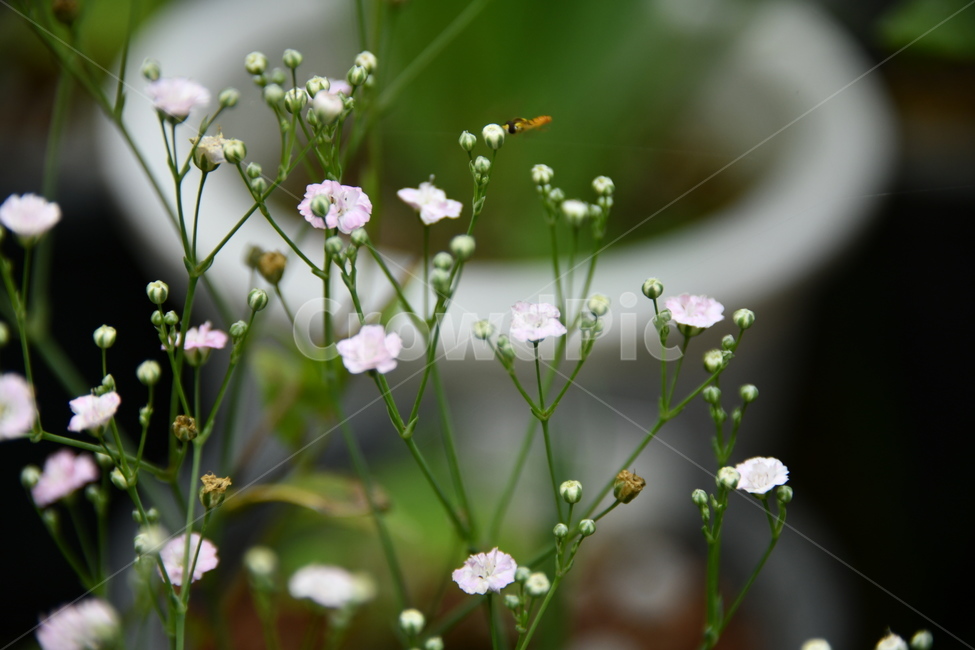 꽃,자연,식물,야생화,nature,flower,감성,feeling,배경,백그라운드