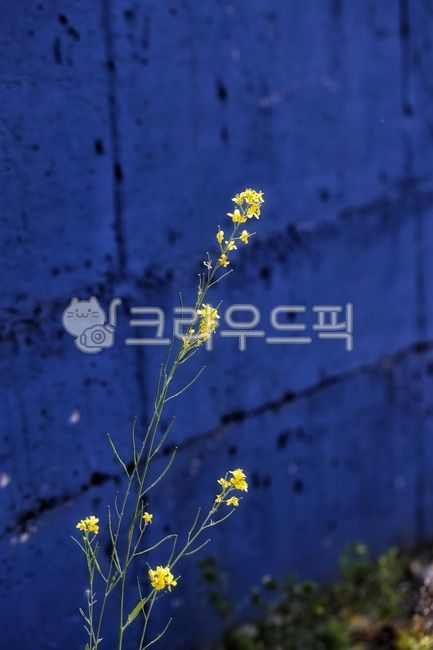 봄,봄꽃,유채꽃,노란꽃,색감,spring,flower,rapeblossoms,blue,yellow