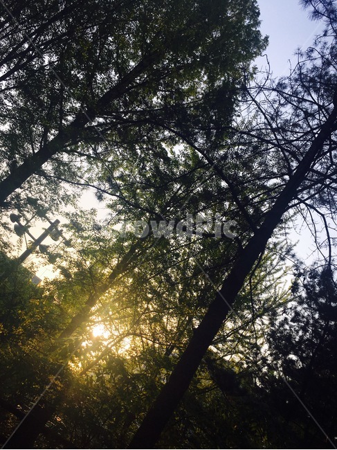 나무,숲,자연,풍경,따스함,햇살,tree,초록,산림,forest,nature