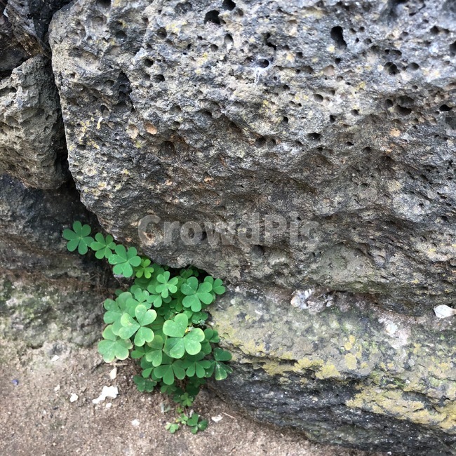 제주도,돌,네잎클로버,세잎클로버,풀,초록색,행운,돌담,식물,자연,plants,nature