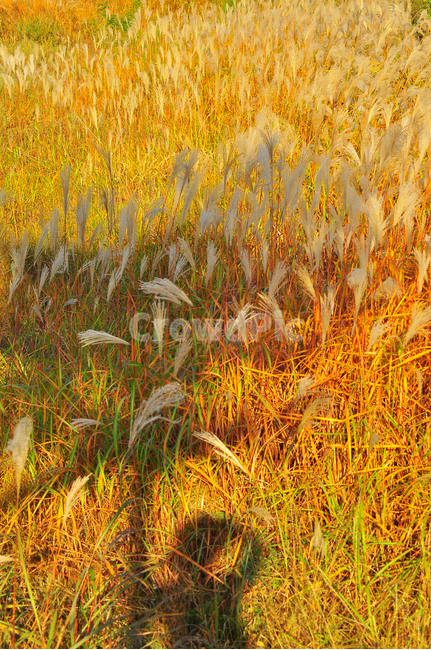 가을,억새밭,들풀,들꽃,야생화,시즌,계절,10월,11월,가을분위기,가을느낌,season,fall,autumn,구름,바람,억새풀,야외,들판,늦은오후,분위기,emotion,sensible,feeling,억새축제,그림자,실루엣,금색,노랑,옐로우,yellow,가을,계절,fall,autumn,season,자연,풍경,nature,landscape,plant,식물,grass,잔디,lawn,reed,갈대