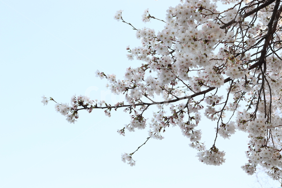 봄,봄바람,벚꽃,벚나무,꽃,봄,계절,spring,season,식물,자연,plants,nature,꽃,flower,plant,blossom
