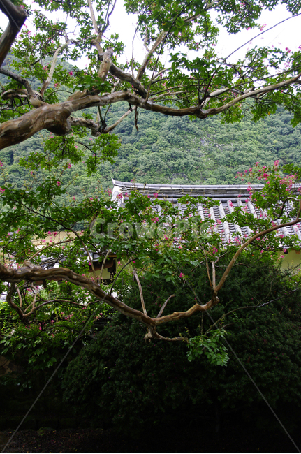 한옥,전통가옥,기와지붕,건축,traditional,식물,plant,꽃,flower,배롱나무,한국전통,한국문화,korean traditional,korean culture,식물,자연,plants,nature,나무,trees,wood