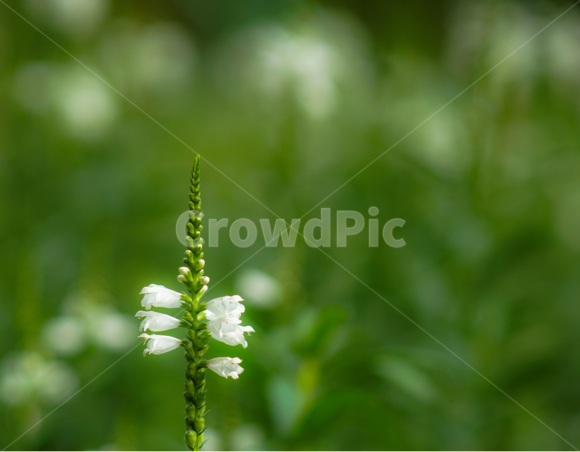 꽃,화초,식물,화단,백색꽃,은방울,방울,부케,식물,자연,plants,nature,꽃,flower