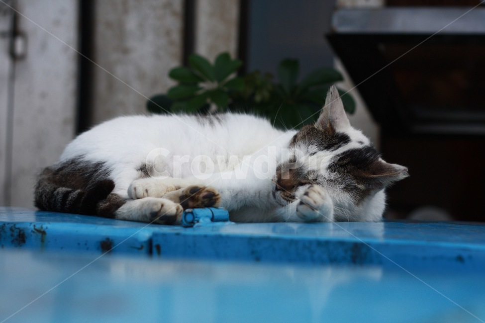낮잠자는고양이,고양이,길고양이,팔베개,낮잠