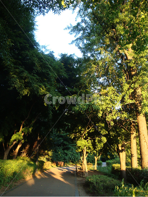 자연,하늘,나무,식물,빛,나무,trees,wood