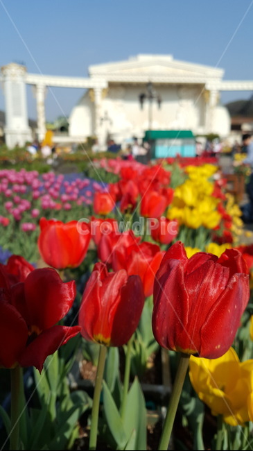 에버랜드,튤립축제,튤립꽃,튤립,꽃,색감,노랑,빨강