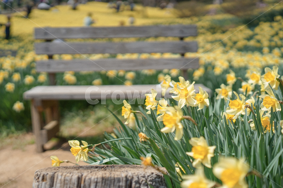 수선화,narcissus,노란,노랑색,옐로우,봄꽃,spring,노란물결,봄,계절,spring,season,furniture,가구,bench,벤치,plant,식물