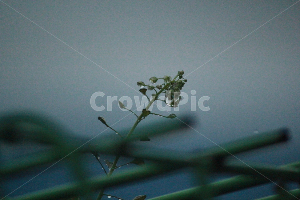 식물,하늘,빗방울,감성,꽃,식물,자연,plants,nature