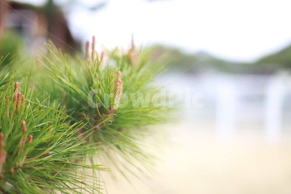 tree,나무,plant,식물,conifer,구과식물,소나무,솔잎