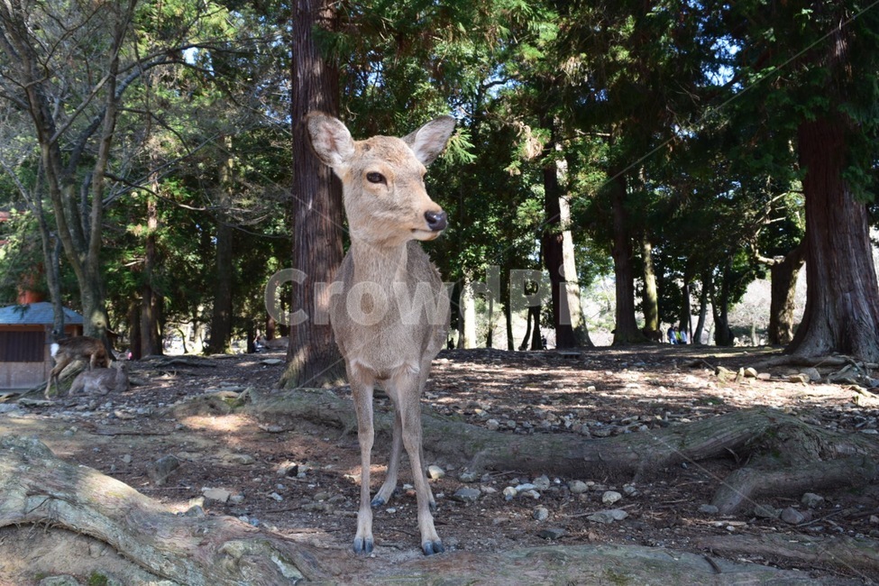 사슴,나라공원,나라공원사슴,나무사슴,사슴한마리,동물,animal,포유류,mammal