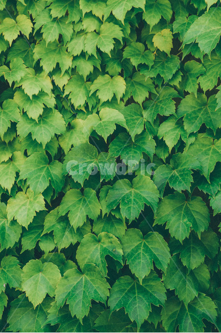 초록,담쟁이,식물,풍경,자연,담쟁이넝쿨,여름,푸른,벽,싱그러운,green,summer,식물,자연,plants,nature