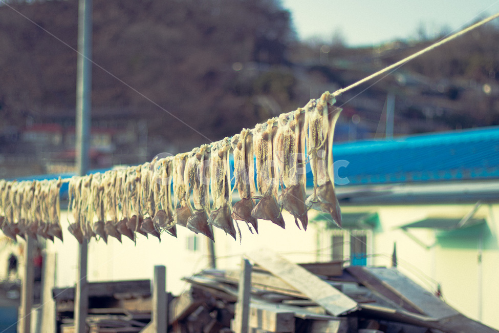 말린오징어,오징어,건조,건조오징어,건어물,바다,바다음식,해산물,겨울간식,겨울별미,어업,fishery,fishing industry