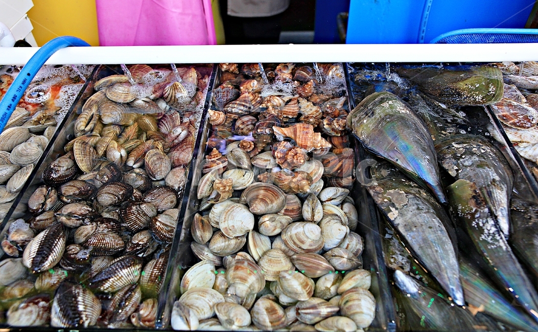 조개,식재료,먹거리,음식,조개구이,배경,자연,시장,마트,마켓,market,mart,market place,음식,식재료,요리,food,cook,meal,dishes,food reserves,수산물,해산물,fishery products,seafood