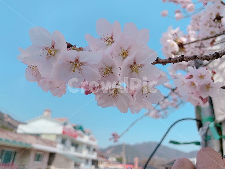 벚꽃,계룡산,계룡산벚꽃,꽃,나무