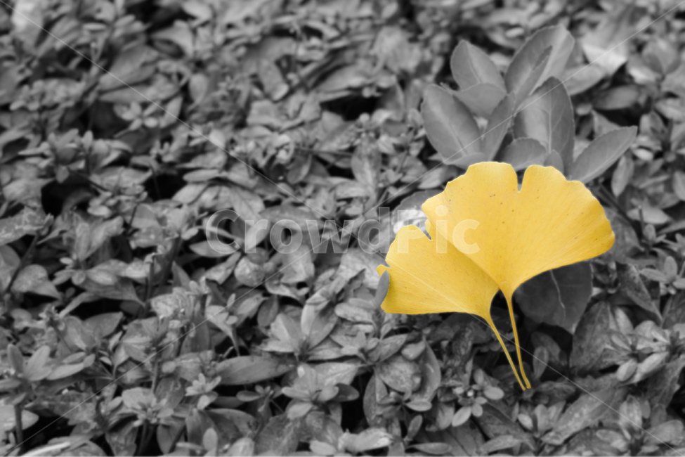 은행잎,은행나무,단풍,가을,회색음영,가을,계절,fall,autumn,season,흑백,모노톤,monochrome,black and white,plant,식물