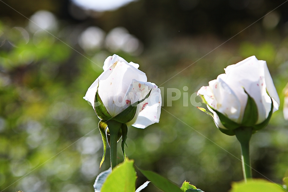 장미,장미꽃,꽃,꽃잎,가을,식물,자연,공원,식물,자연,plants,nature,꽃,flower