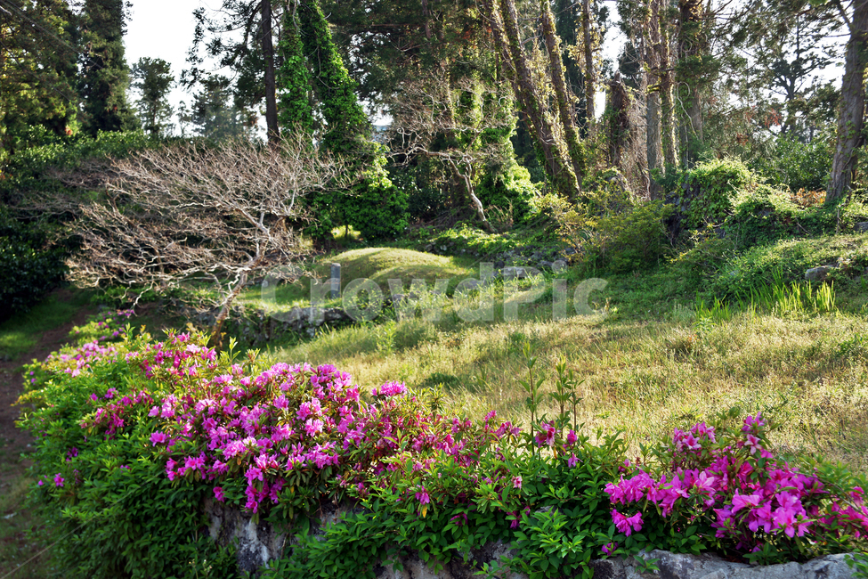 무덤,철쭉,제주,올레71코스,올레길,서귀포,봄,자연,풍경,nature,landscape,plant,식물,potted plant,화분,pottery,도기류,jar,항아리,flower,꽃,geranium,제라늄,blossom