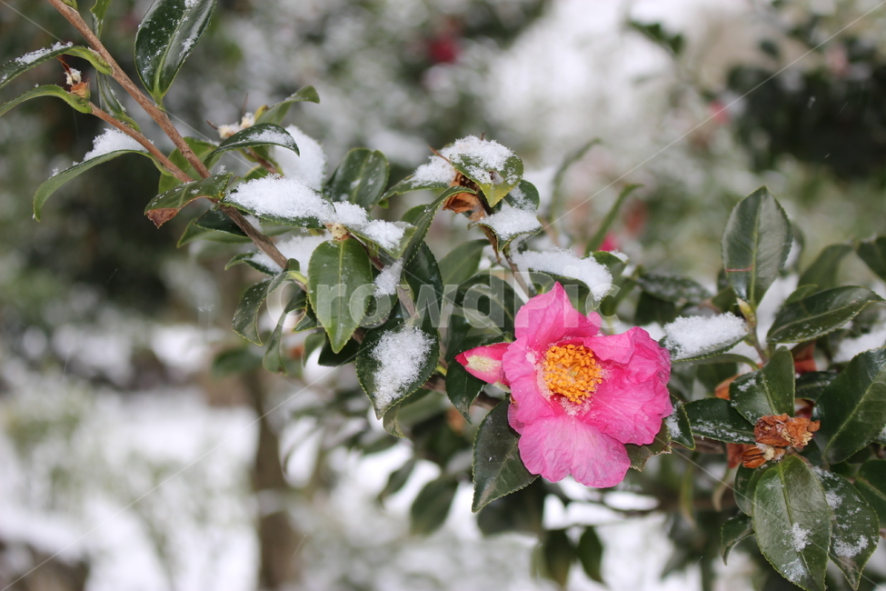 눈,겨울,꽃,동백꽃,동백,나무,동백나무,겨울풍경,감성,분홍,자연,camellia,flower,snow,winter,tree