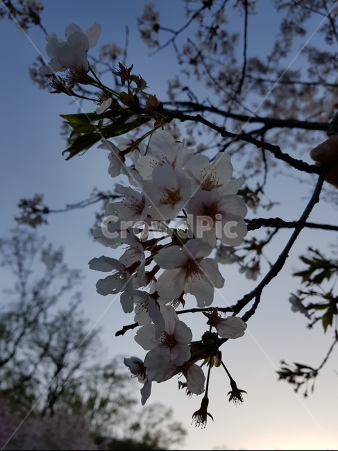 벚꽃,꽃,나무,하늘,노을,봄,계절,spring,season,plant,식물,flower,blossom