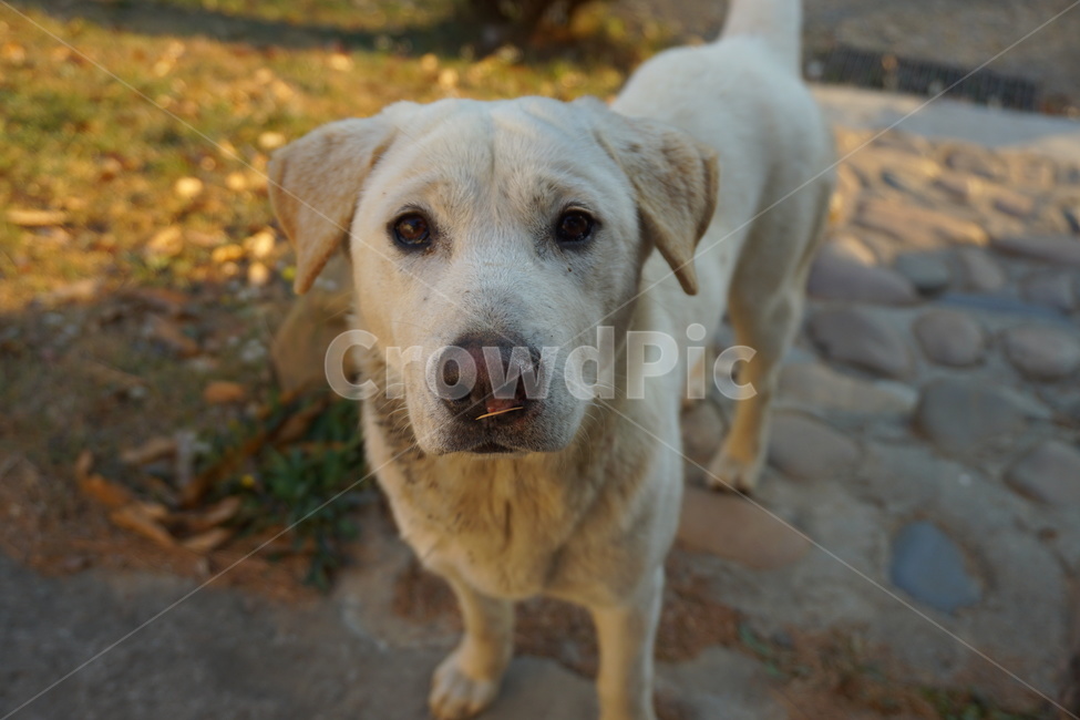 강아지,개,dog,동물,animal,시골,지푸라기,짚,눈물,상처,아련한,동물,animal,포유류,mammal,개,강아지,dog,doggy