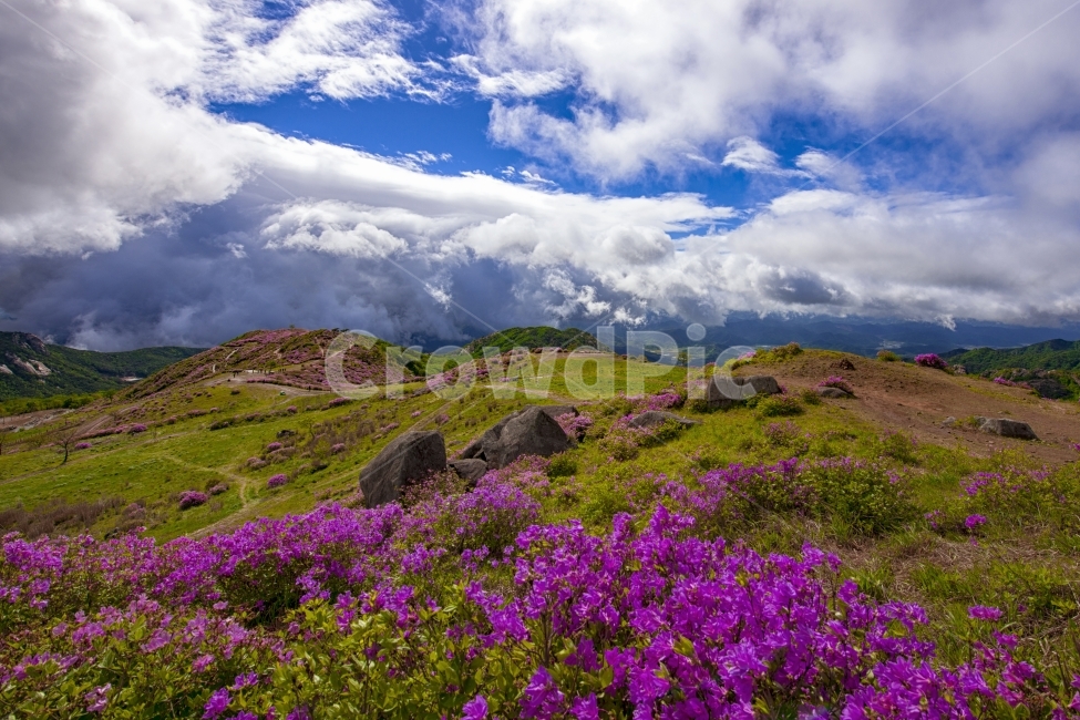 봄,여행,산행,철쭉,황매산,봄,계절,spring,season,자연,풍경,nature,landscape,한국자연풍경,한국자연경관,korea nature landscape,outdoors,옥외,grassland,목초지,field,들