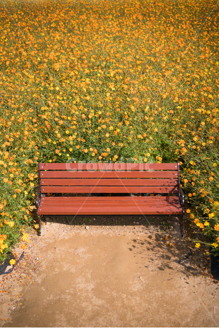 자연,풍경,꽃,꽃밭,식물,flower,가을,계절,fall,autumn,season,식물,자연,plants,nature,꽃,flower,furniture,가구