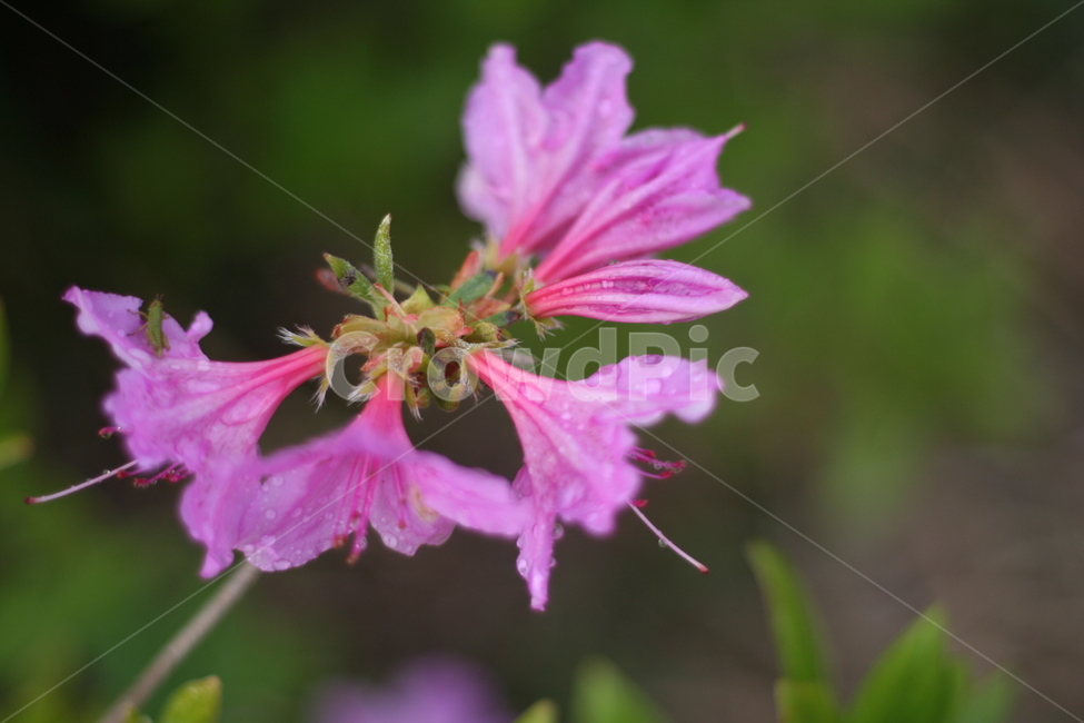 봄,비,봄비,철쭉,사라의기쁨,봄,계절,spring,season,식물,자연,plants,nature,꽃,flower,blossom,geranium,제라늄,plant