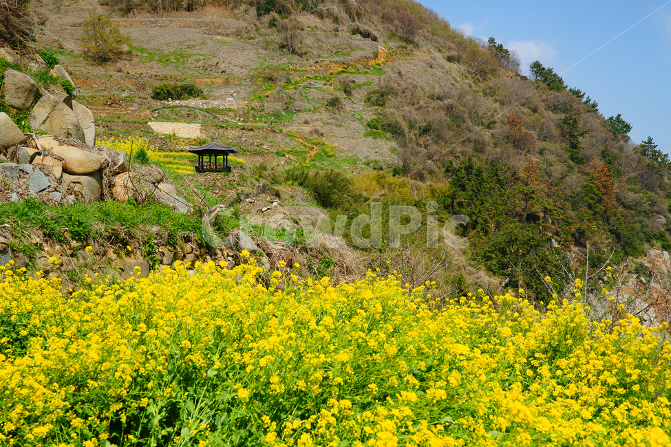 spring,spring flowers,sky,sprout,nature,fluid flower,yellow,spring scenery,sperm,flower