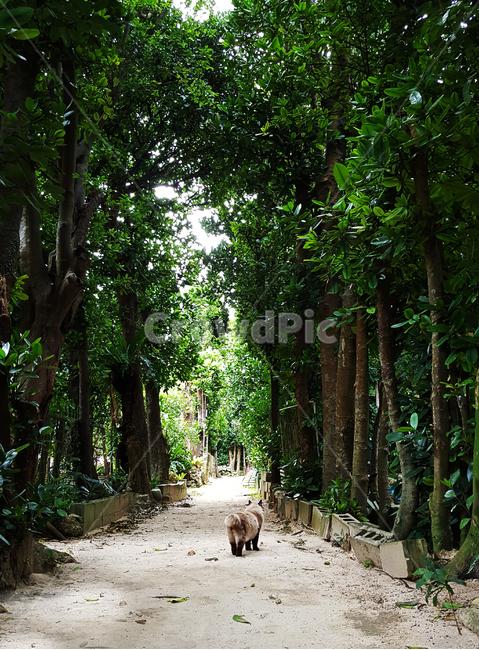 고양이,오키나와,비세자키,기다림,여름,일본,혼자,cat,okinawa,summer,photo,tree,lonely,alone