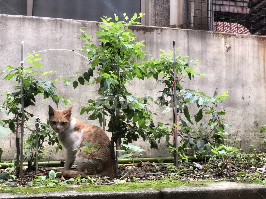 고양이,올드,옛날적,동물,야생