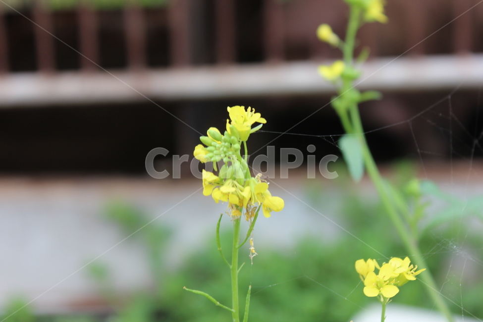 plant,식물,야생화,노란꽃,flower,식물,자연,plants,nature,꽃,flower