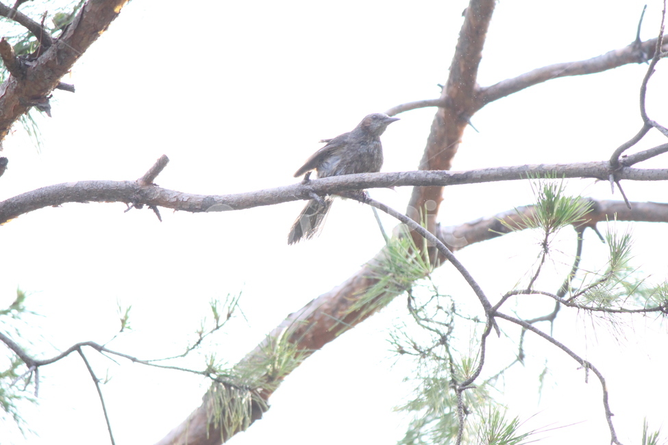 bird,새,animal,동물,accipiter,매,더위,목욕,샤워,shower,hot,동물,animal,조류,새,birds