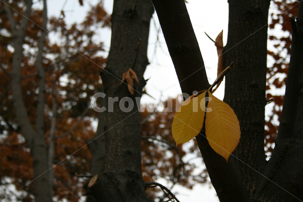 가을,나무,잎,단풍,고독,nature,가을,계절,fall,autumn,season,식물,자연,plants,nature,tree,plant,tree trunk,나무 줄기