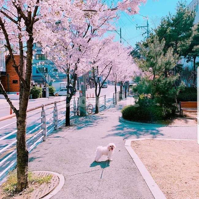 말티즈,벚꽃,애견,강아지,벚꽃나무,핑크톤,산책