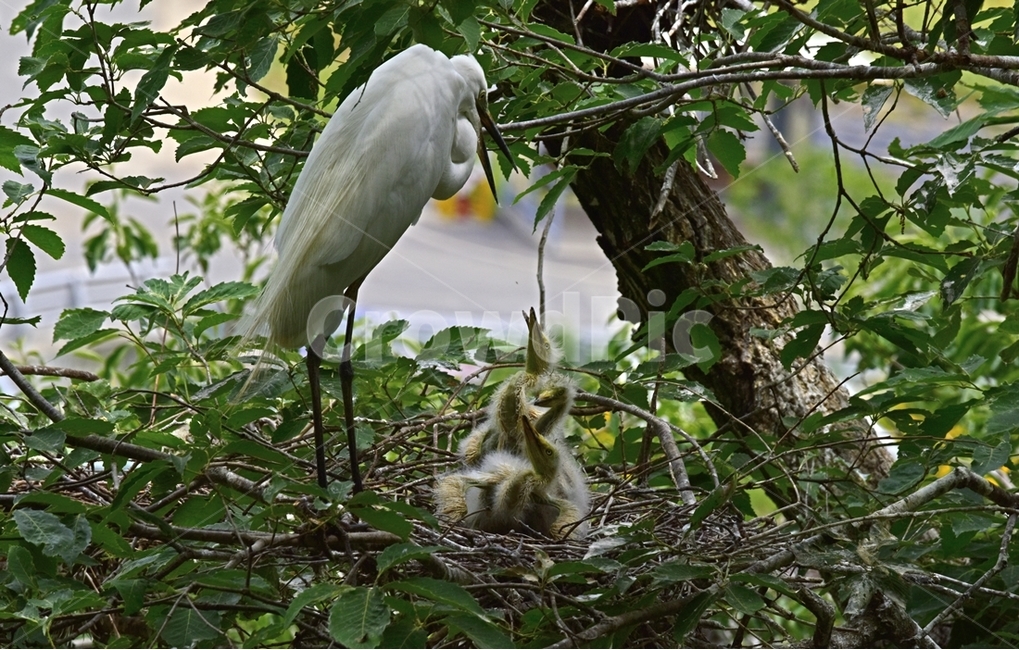 백로,egret,흰이슬,중대백로,여름새,철새,여름철새,외가리과,동물,animal,조류,새,birds