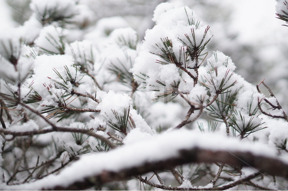 용봉산,겨울,눈,풍경,소나무,눈송이,겨울,계절,winter,season,식물,자연,plants,nature