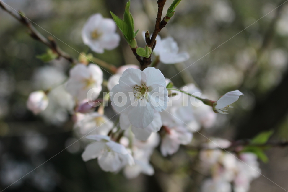 벚꽃,봄,꽃,따뜻함,사랑,식물,자연,plants,nature,꽃,flower