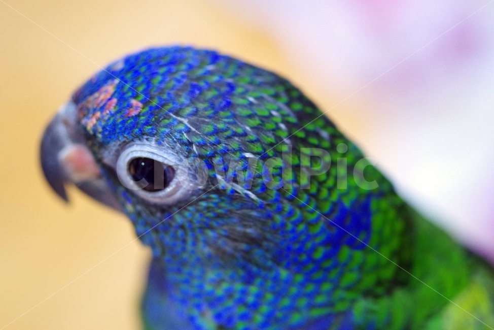 앵무새,동물,블루헤드피어니스,parrot,animal,동물,animal,조류,새,birds