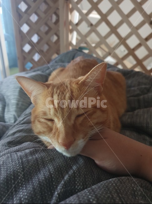 고양이,낮잠,휴식,cat,반려묘,광합성,animal,포유류,mammal,pet,애완동물